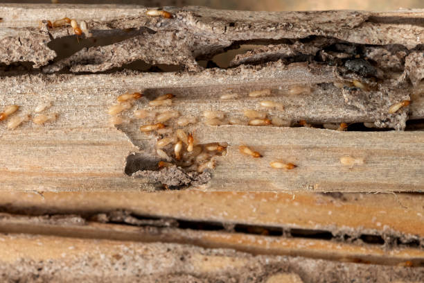 Best Affordable Pest Control Services  in Red Springs, NC